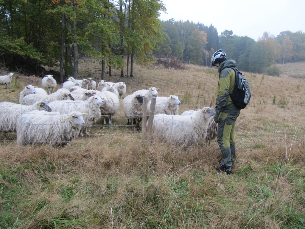Bääääää .. vad gör ni häääääär sa fåren och samlades i skock för att kolla på oss!